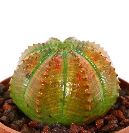 Euphorbia obesa ORANGE GREEN SLIGHTLY KIKKO COP4