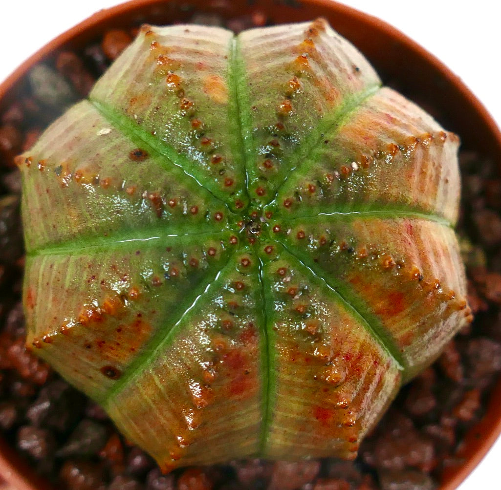 Euphorbia obesa ORANGE GREEN SLIGHTLY KIKKO COP4