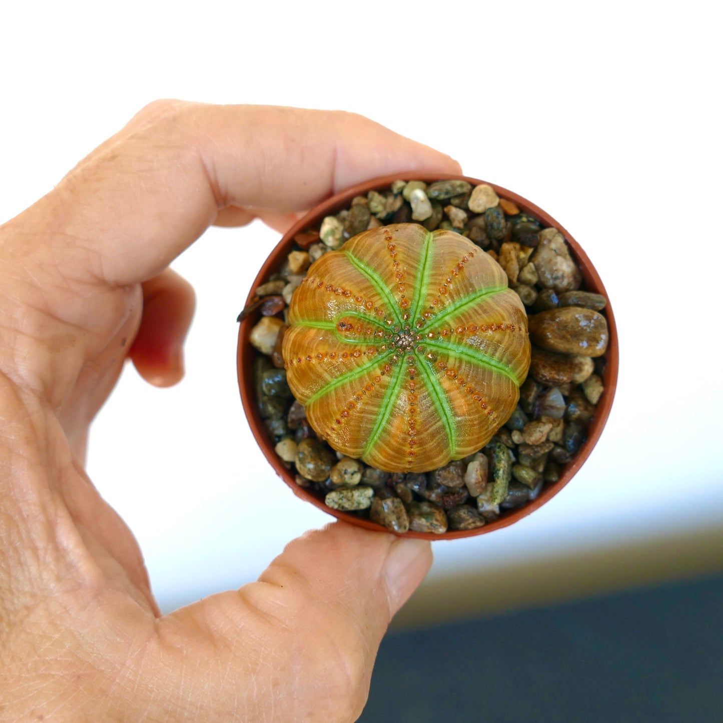 Hand holding a small pot with Euphorbia obesa, displaying its rounded ribbed form with bright orange and green coloration.