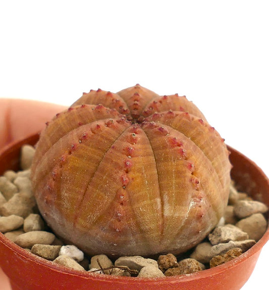Euphorbia obesa suculenta cactus con cuerpo redondeado acanalado de color naranja y pequeños tubérculos rojos