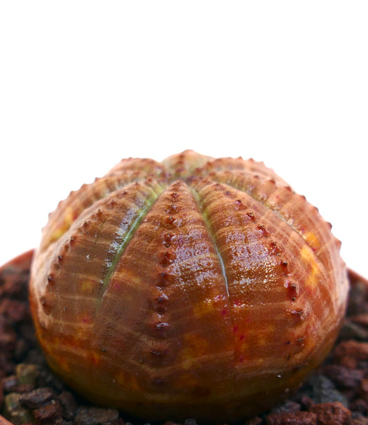 Euphorbia obesa rare succulent with rounded ribbed orange body and small tubercles