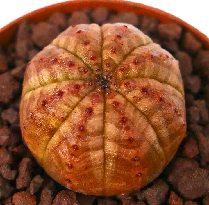 丸みを帯びた稜線とオレンジ赤色の斑点模様が特徴のユーフォルビア・オベサ 多肉植物