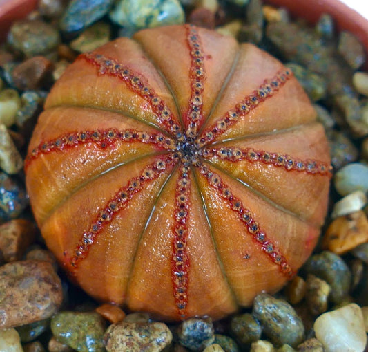 Rare Euphorbia obesa ORANGE SELECTED succulent, photographed from above, highlighting its vivid orange coloration and contrasting red tubercle rows along each rib.