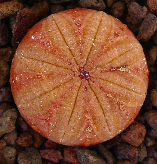 Euphorbia obesa rare succulent with rounded orange ribbed body and textured surface