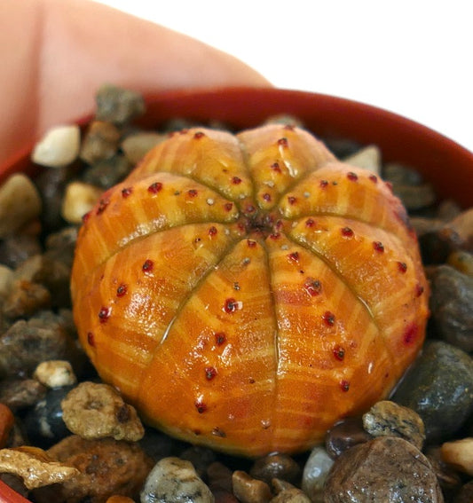 Succulent plant Euphorbia obesa close-up, round cactus-like form with vivid orange segments and red dots along the ribs.