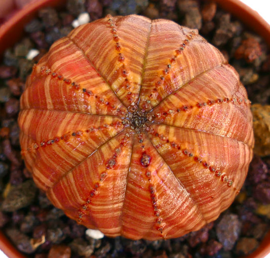 Close-up of Euphorbia obesa Orange Striata Selected highlighting its rounded body with textured orange streaks and subtle green striping, surrounded by coarse gravel.