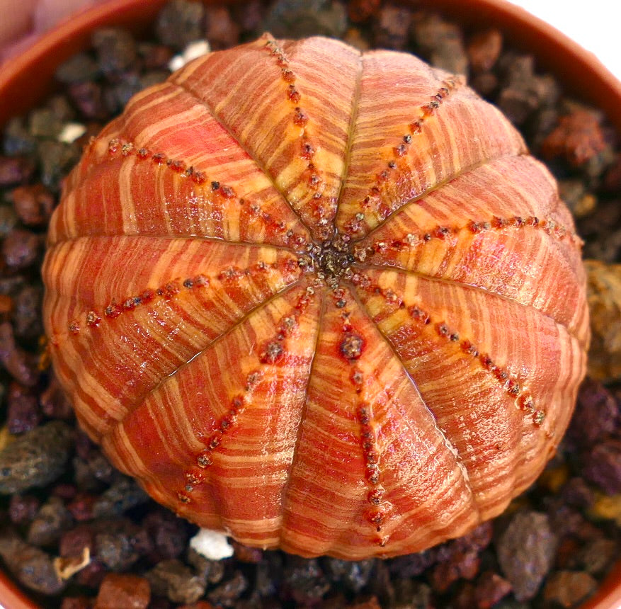 p view of Euphorbia obesa Orange Striata Selected showing a spherical succulent with orange-brown striations and faint green ribs, planted in a pot with rocky substrate.