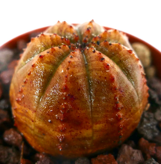 Euphorbia obesa sukkulent med avrundede riller og små rødtippede torner på oransje overflate