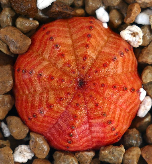 Euphorbia obesa vibrant orange striped succulent with star-shaped ribbed body and small areoles