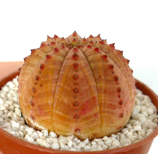 Euphorbia obesa orange-striped succulent with rounded ridges and small spines in pot