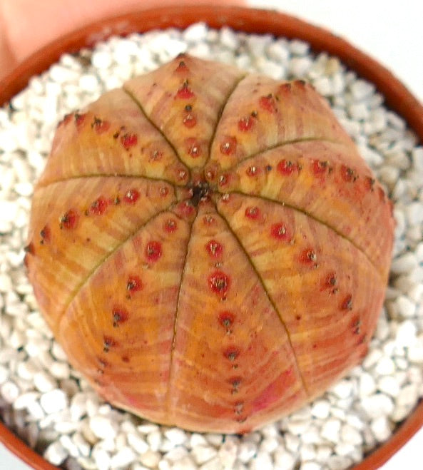 Suculenta Euphorbia obesa con cuerpo redondeado acanalado con franjas naranjas y pequeños tubérculos rojos