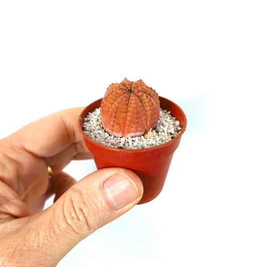 Euphorbia obesa small succulent with ribbed orange-striped body in red pot