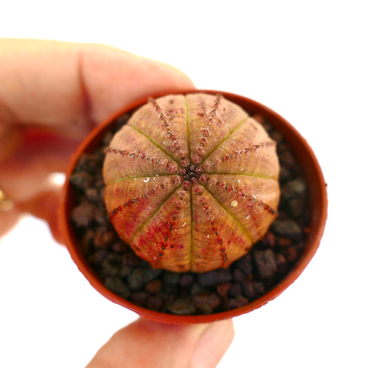 丸みを帯びた肋骨状の胴体と赤橙色の斑入りが特徴の珍しい多肉植物、ユーフォルビア・オベサ