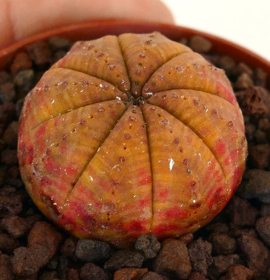 Euphorbia obesa succulent with rounded ribbed body and orange-red spotted pattern