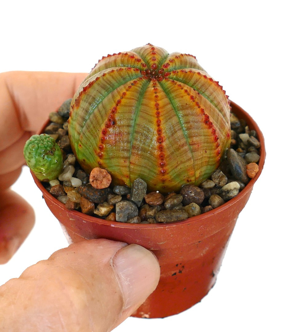 Euphorbia obesa in a small plastic pot, showing its spherical ribbed body with green and reddish tones, dotted with red bumps, alongside a small offset sprout at the base.