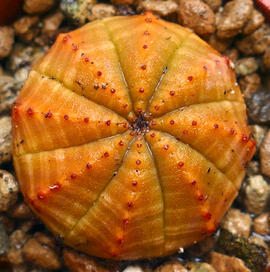 ユーフォルビア・オベサ 希少多肉植物、オレンジイエローの肋骨状の胴体と小さな赤い乳頭状突起付き