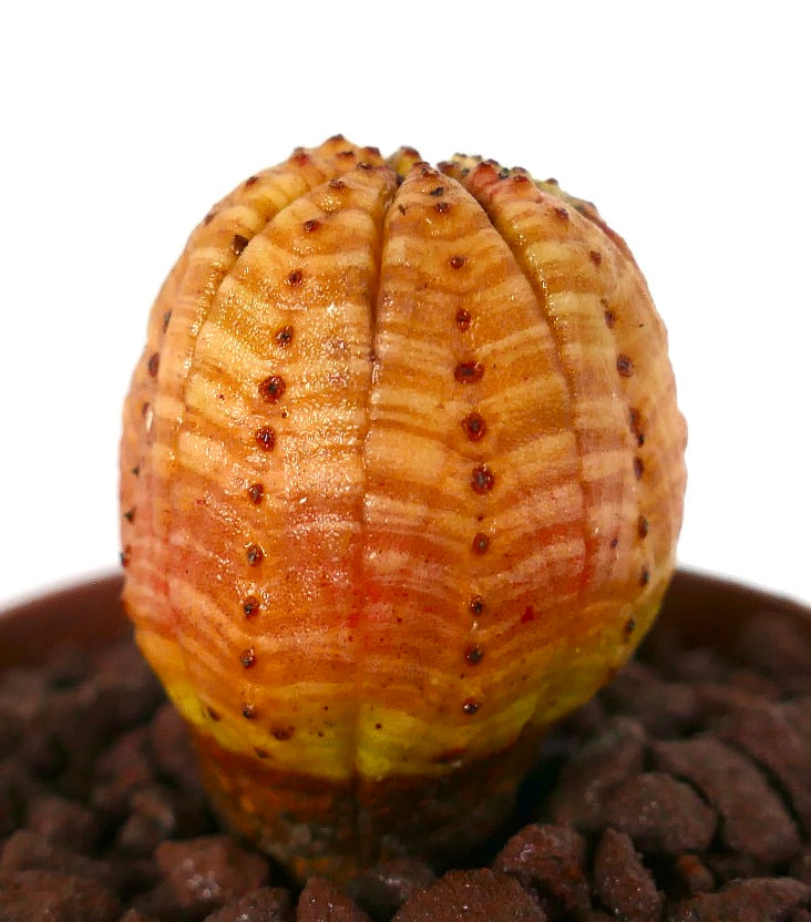 Cactus succulent Euphorbia obesa avec corps côtelé rayé orange-jaune et petites épines