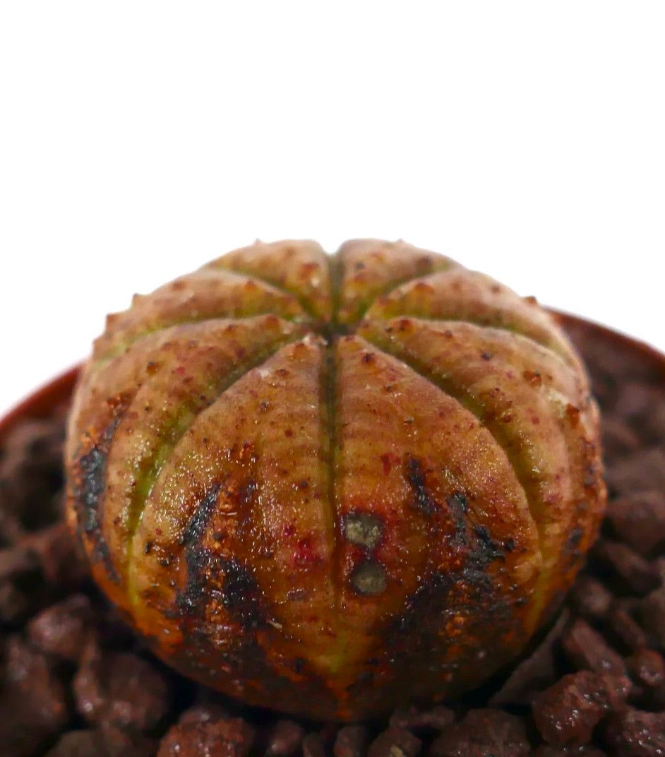 Suculenta Euphorbia obesa con cuerpo redondeado con costillas y superficie texturizada de color naranja-marrón