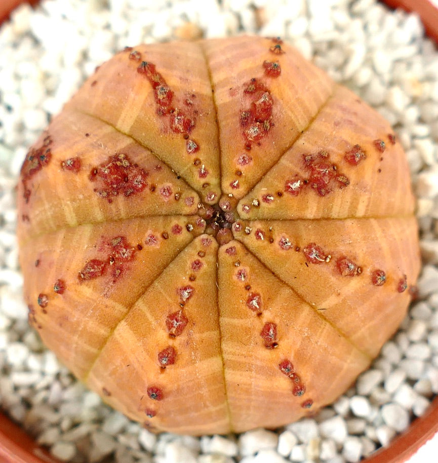 Succulenta Euphorbia obesa con corpo arancione arrotondato e costolato e piccoli tubercoli rossi