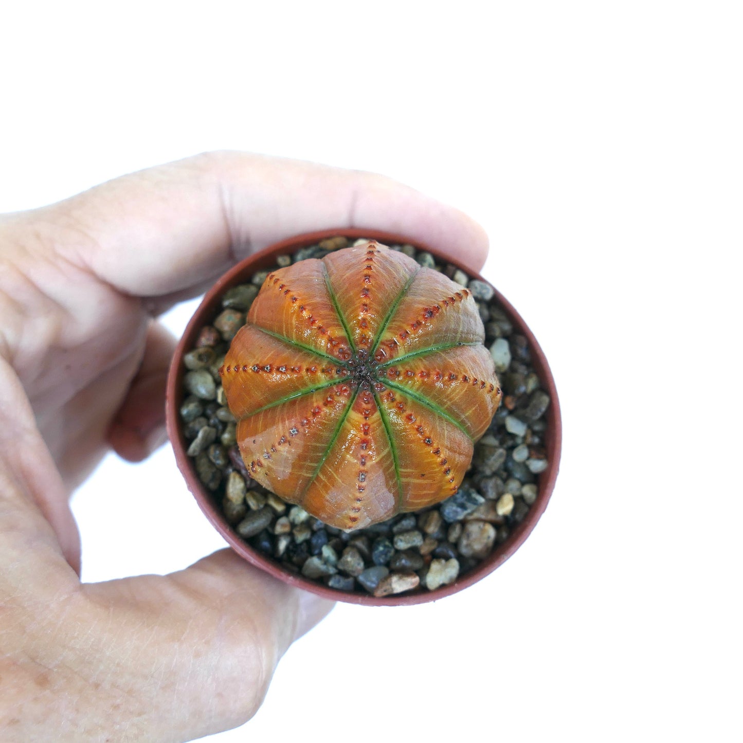 Hand holding a potted Euphorbia obesa, displaying its compact round form, orange-brown body with green ribs, and rows of small red markings.