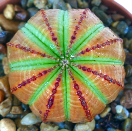 Top view of Euphorbia obesa showing symmetrical green ribs against an orange-brown surface, each rib decorated with rows of red markings.