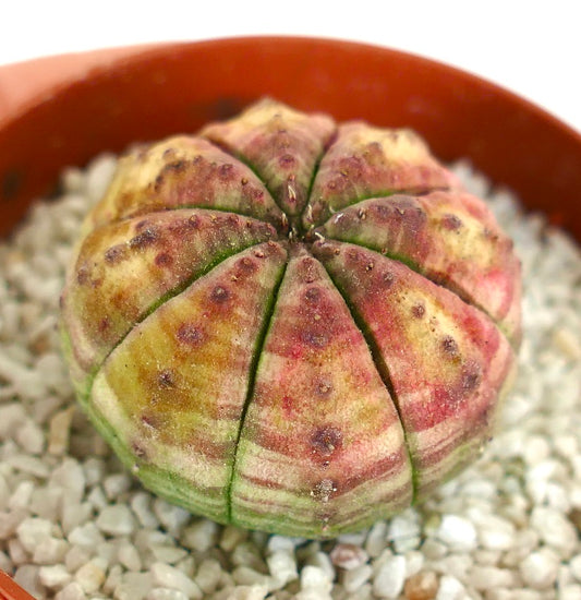 Euphorbia obesa rare succulent with rounded ribbed body and pink-yellow-green variegation