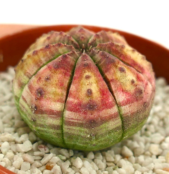 Euphorbia obesa succulent cactus with rounded shape and pink-yellow-green variegation