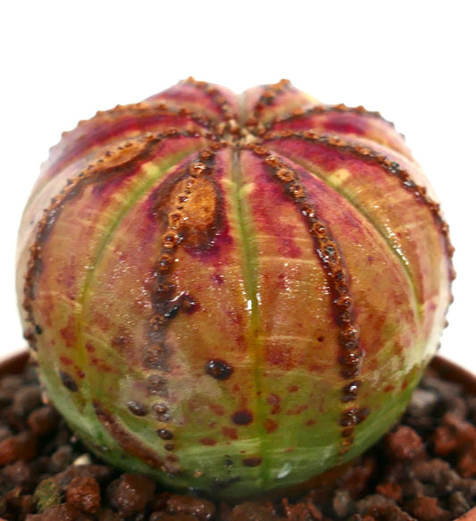 Euphorbia obesa PINK-YELLOW 65