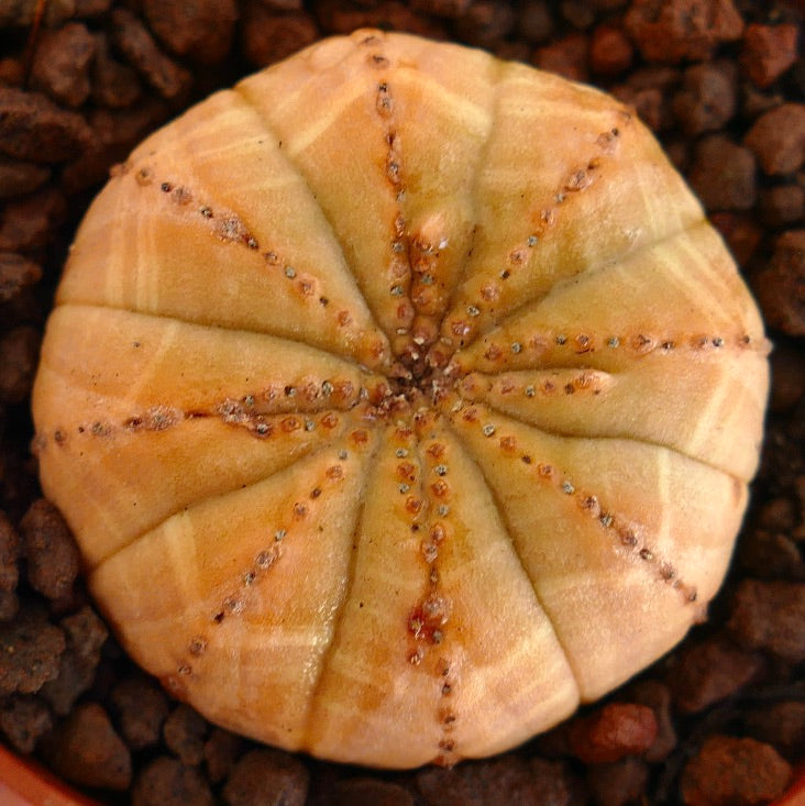 Euphorbia obesa suculenta rara con cuerpo redondeado acanalado y pequeñas anforas marrones