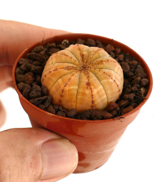 Euphorbia obesa suculenta pequeña y redonda con estructura acanalada y tonos marrón rosados en maceta