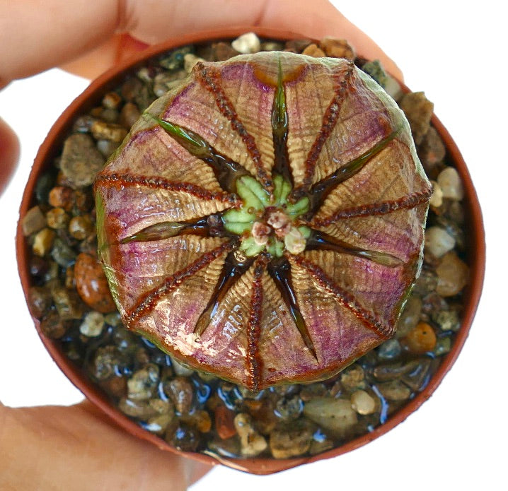 Overhead shot of Euphorbia obesa in a pot, highlighting its rounded, ribbed body with a mix of green and purple hues.