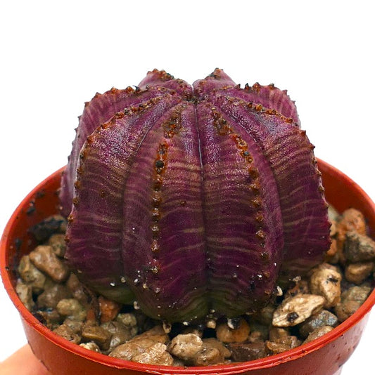 Euphorbia obesa Sukkulent mit abgerundeter, gerippter Struktur und tief violetter Färbung im Topf