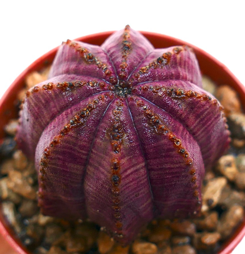 Euphorbia obesa rare succulent with deep purple ribbed body and small brown tubercles