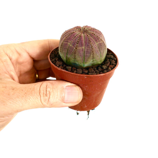 Euphorbia obesa suculenta pequeña y redonda con cuerpo acanalado de color verde rosado en maceta