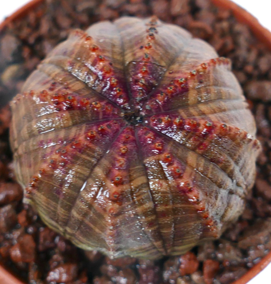 Euphorbia obesa sukkulent kaktus med avrundet ribbet kropp og rødlig utvekster