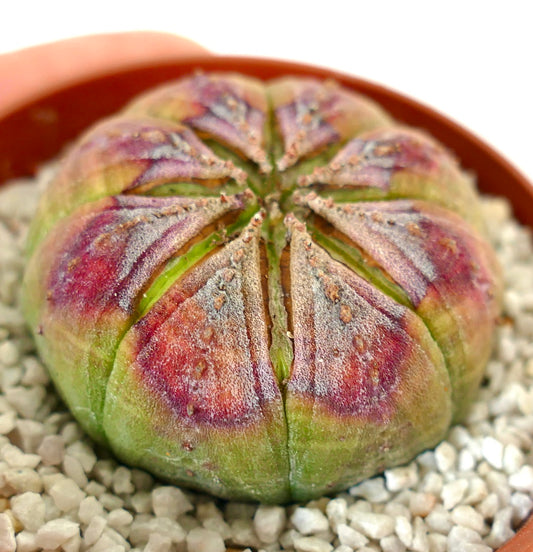 Euphorbia obesa succulent with rounded shape and purple-green variegated surface in pot