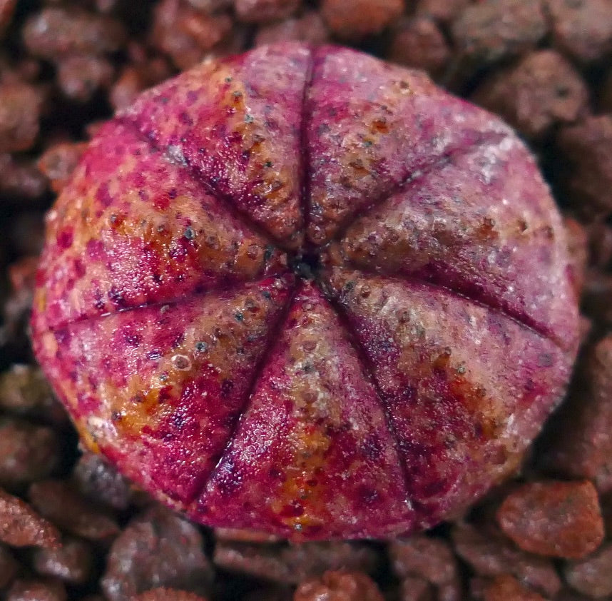 Euphorbia obesa rare succulent avec corps arrondi côtelé tacheté de rose sur sol rocheux