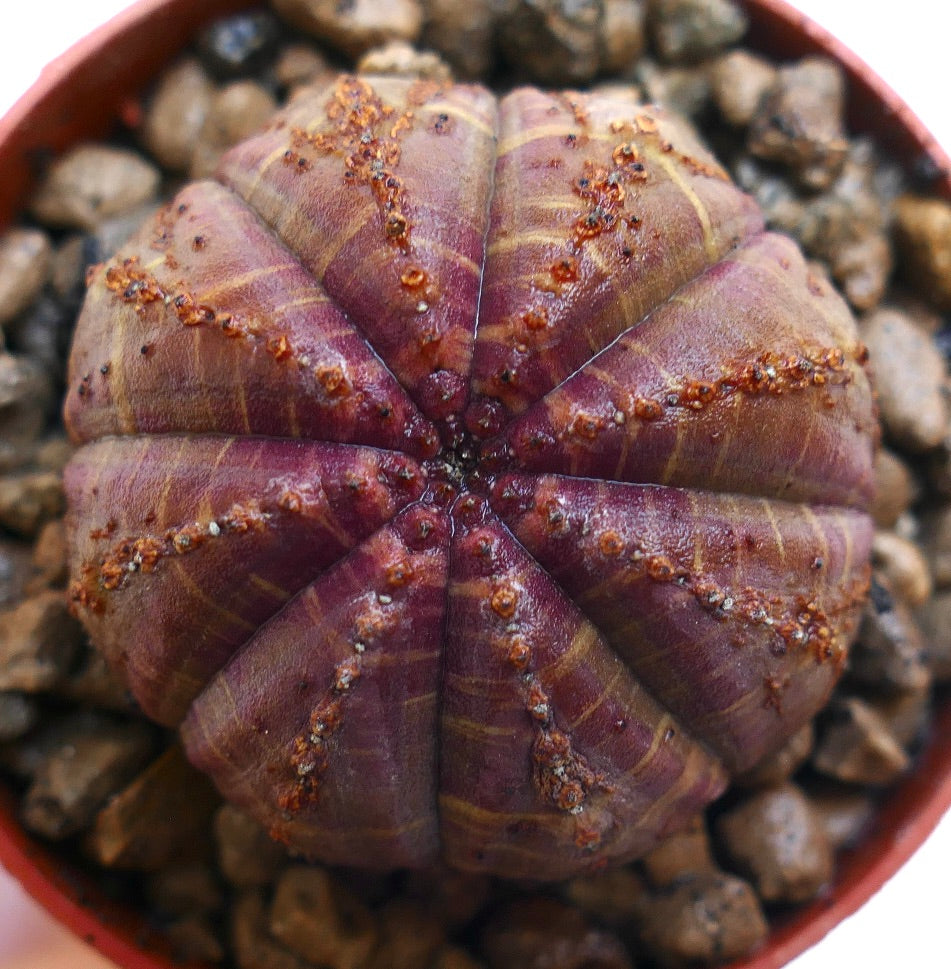 둥글고 능선이 있는 몸체와 작은 갈색 반점이 있는 화분 속 유포르비아 오베사 다육식물