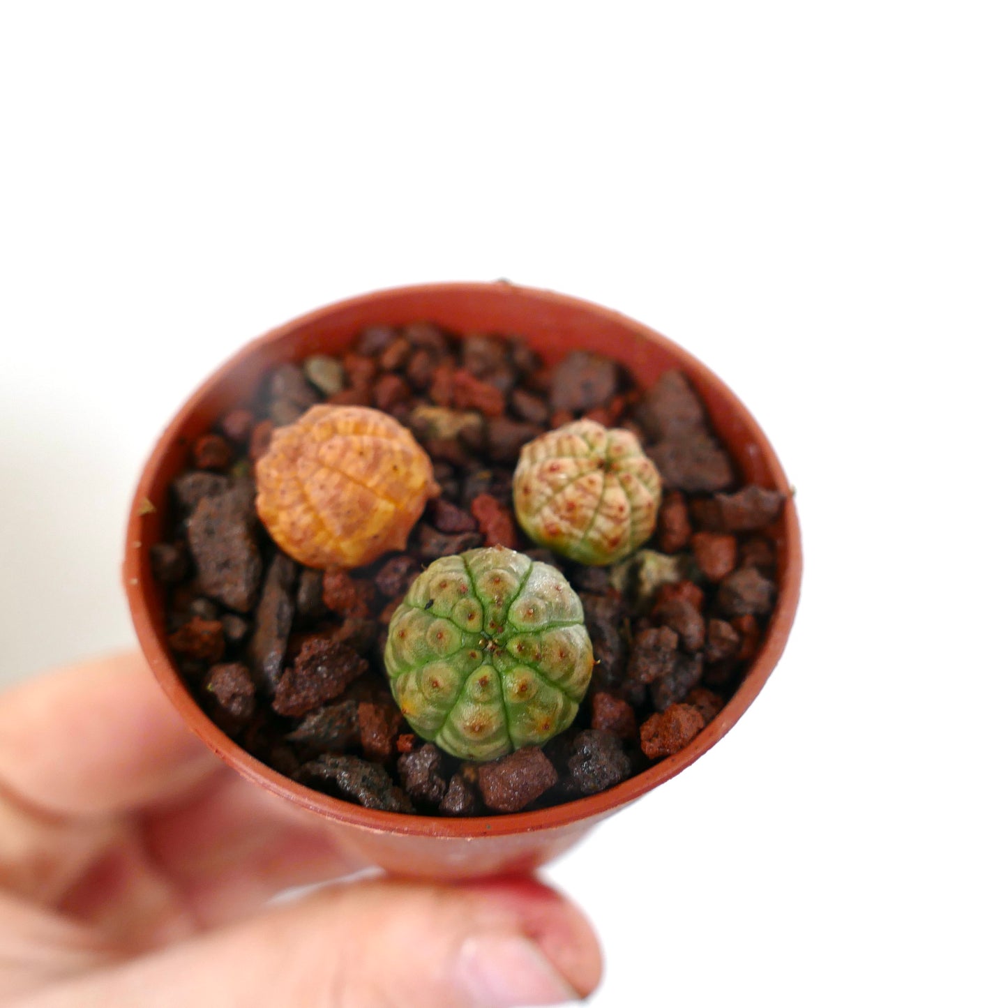 Euphorbia obesa liten sukkulent kaktus-trio med avrundede ribbede kropper i potte