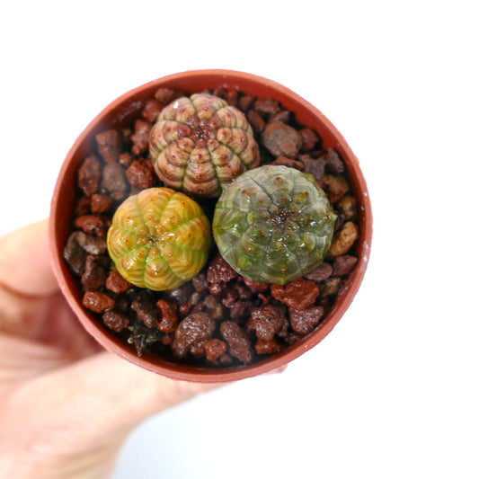 Euphorbia obesa liten sukkulent med avrundede, ribbede kropper i varierte grønne og brune toner