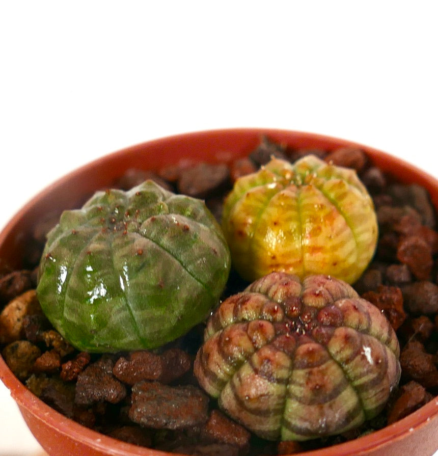 Succulente Euphorbia obesa avec des tiges arrondies, côtelées, à texture multicolore dans un petit pot