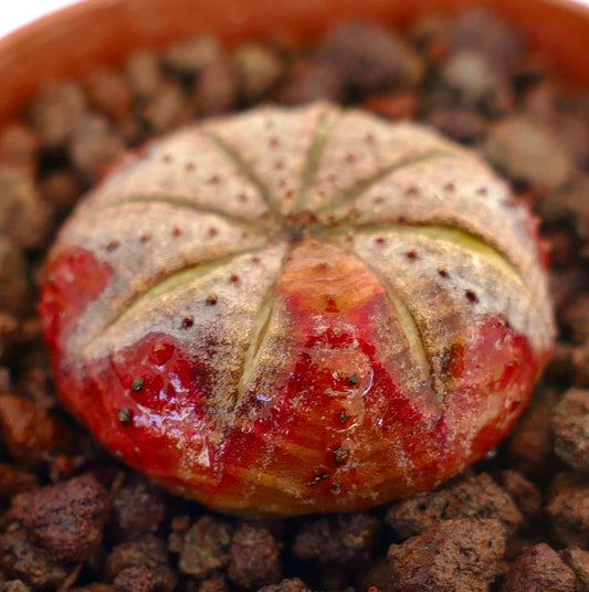 Euphorbia obesa succulent with rare red markings and rounded ribbed body on soil