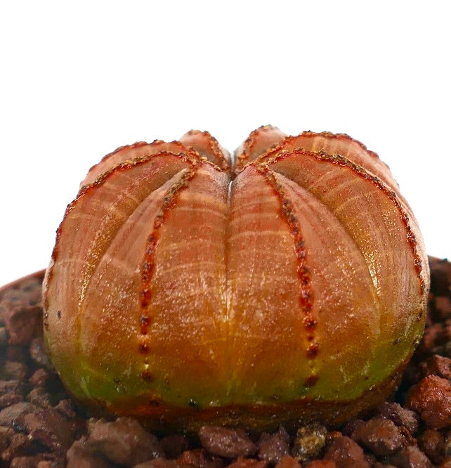 Suculenta Euphorbia obesa com corpo arredondado e sulcado e tons vermelho-alaranjados em solo rochoso