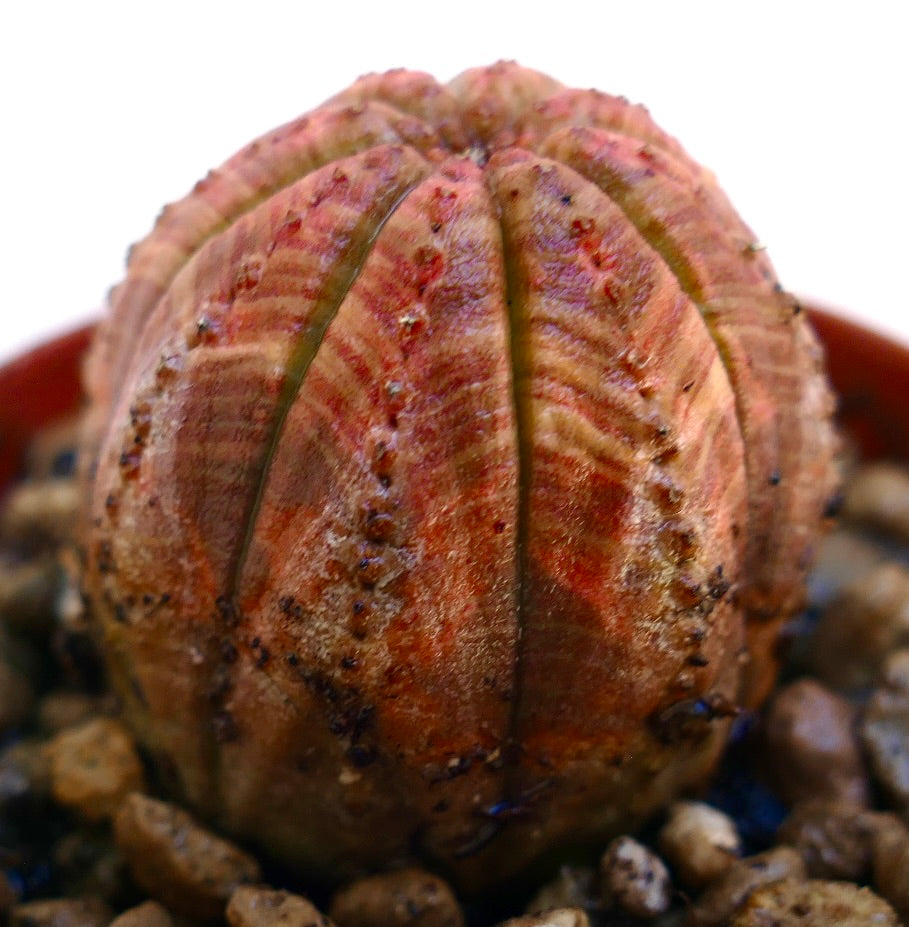 Succulente Euphorbia obesa avec des côtes à motifs rouges et une surface texturée en pot