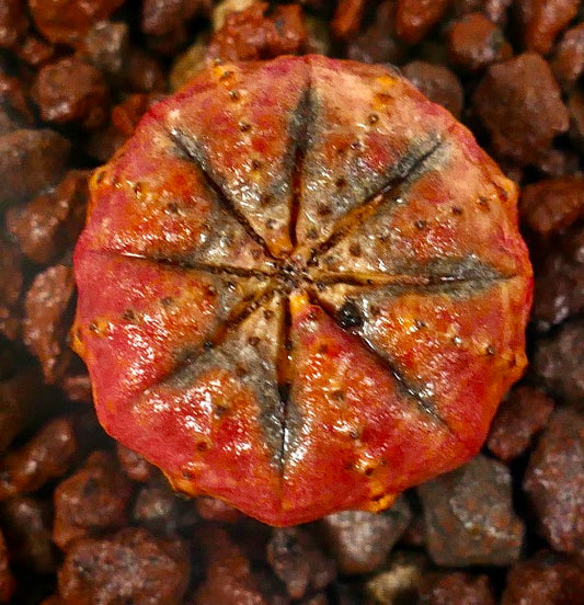 Rød Euphorbia obesa-sukkulent med rund ribbet kropp og teksturert overflate