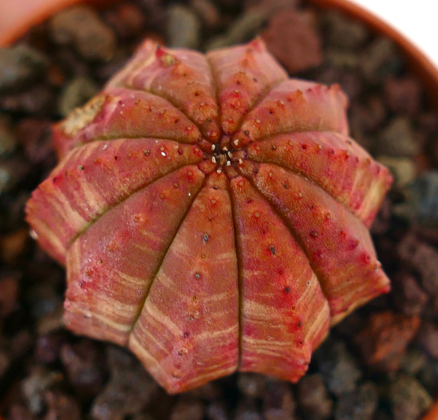 Suculenta Euphorbia obesa con cuerpo acanalado y redondeado y tonos variegados rojizos