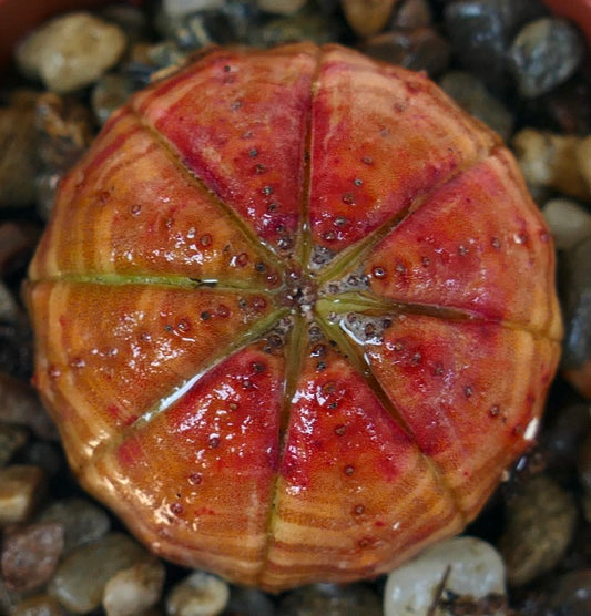 Top view of Euphorbia obesa succulent, showing its symmetrical spherical shape with bright red and orange tones, ribbed segments, and rows of tiny tubercles.