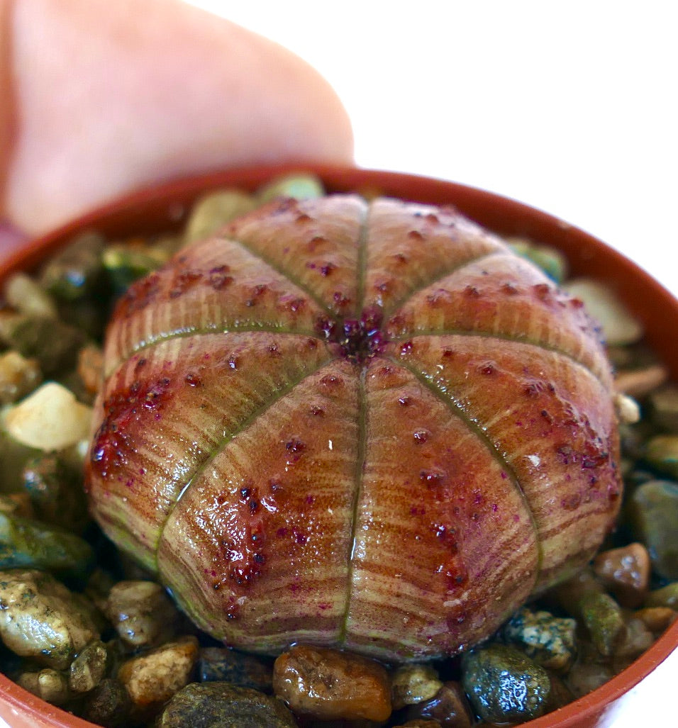 多肉植物ユーフォルビア・オベサの横からの眺め。球形で縦のリブがあり、茶色の区画と紫赤色の模様が特徴です。