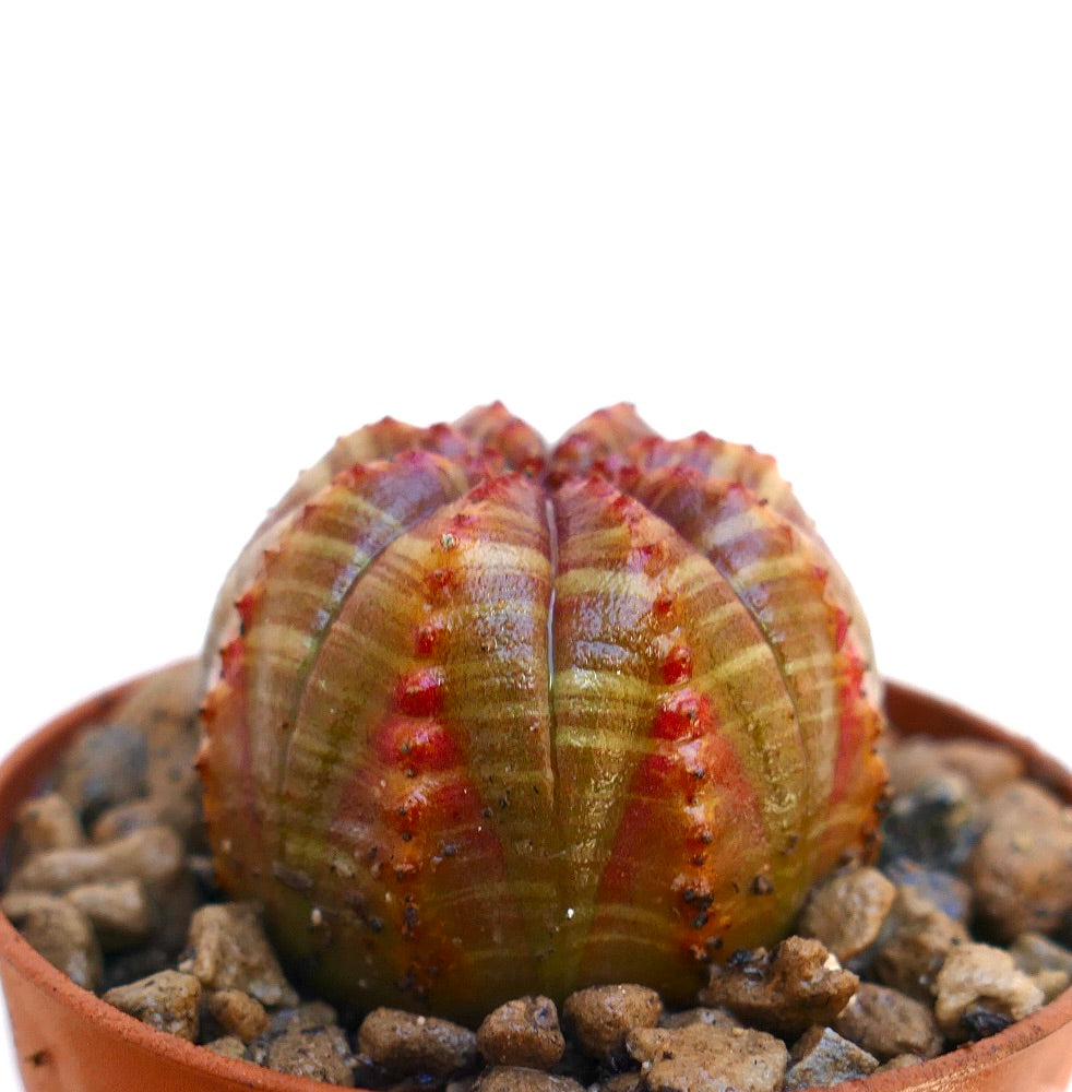 Succulente Euphorbia obesa avec des arêtes rayées de rouge et de petites épines dans un pot en terre cuite