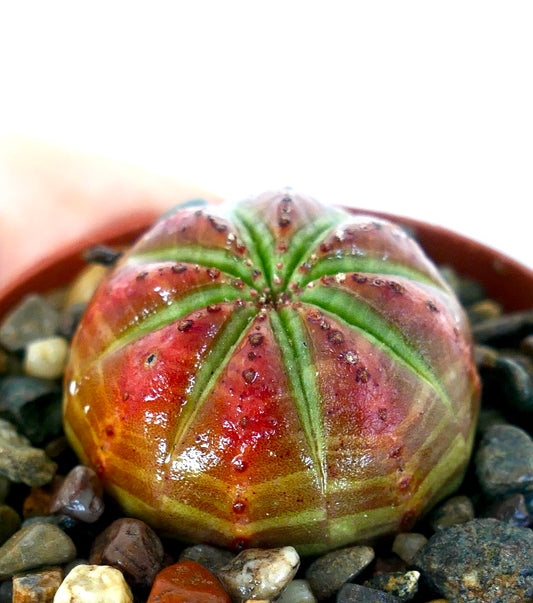 Euphorbia obesa RED WITH GREEN STAR, round succulent with red-toned body and vivid green ribs forming a star-like pattern.